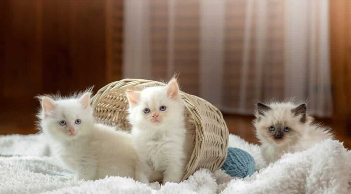 soffici tre gattini su bianco in un plaid.  Gatto bambola di pezza bicolore con palla blu