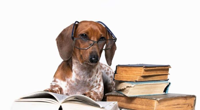 bassotto con gli occhiali che legge un libro, cucciolo curioso, scienza canina