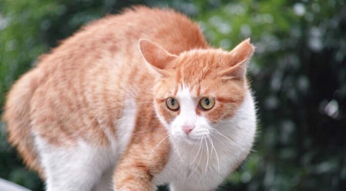 gatto che è ansioso o stressato