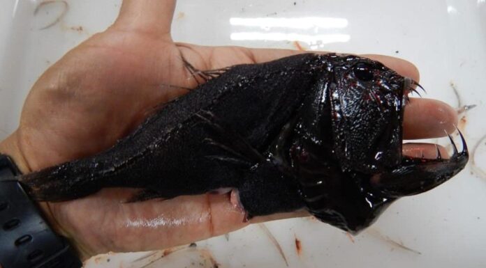 Pesce zanna catturato dal peschereccio