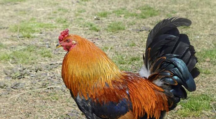 Gallo rosso del Rhode Island isolato