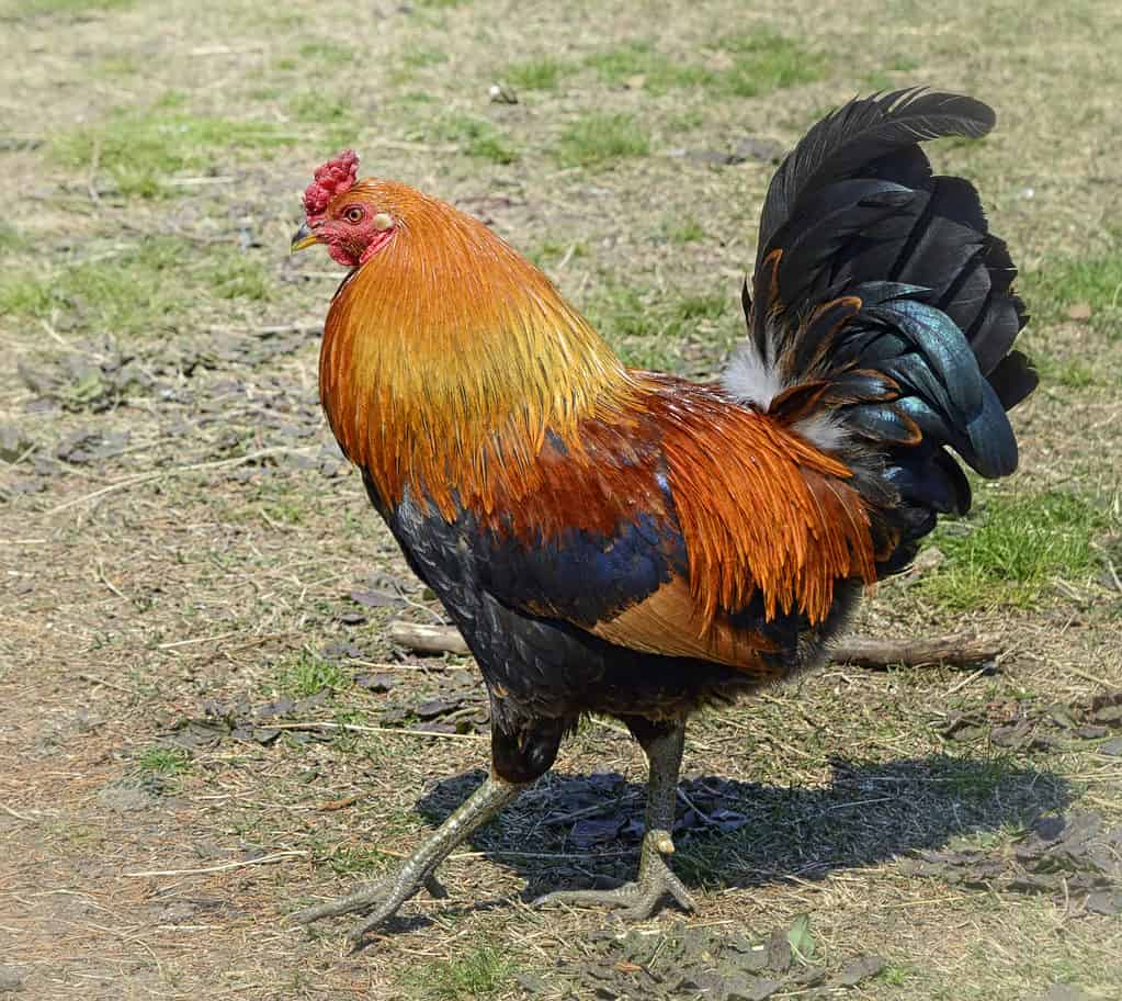 Gallo rosso del Rhode Island isolato