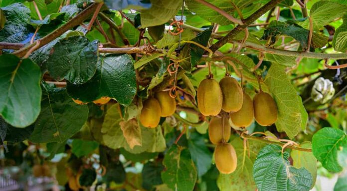 Kiwi dorati che crescono su una vite.