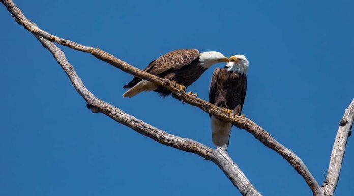 Coppia di aquile calve appollaiate su un albero nudo che chiacchiera