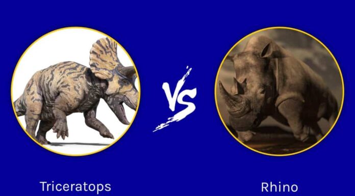Rinoceronte vs triceratopo: chi vincerebbe in un combattimento?

