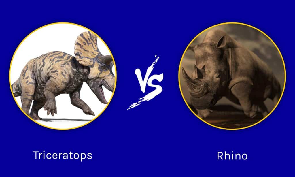 Rinoceronte vs triceratopo: chi vincerebbe in un combattimento?