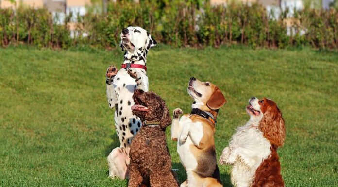 un gruppo di cani seduti sulle zampe posteriori sul prato