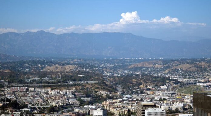 Scopri la foresta infestata in California: quanto è spaventosa?
