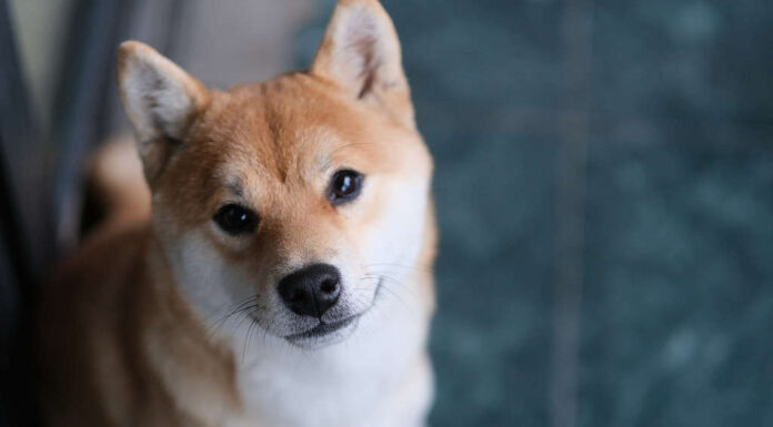 un tranquillo cane Shiba Inu che guarda la macchina fotografica