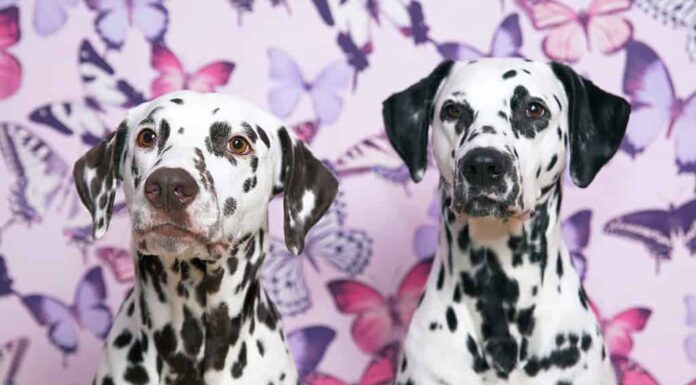 Problemi di salute comuni della Dalmazia