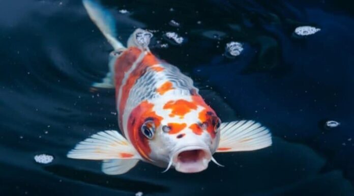 Le koi possono sopravvivere all'inverno negli stagni all'aperto.