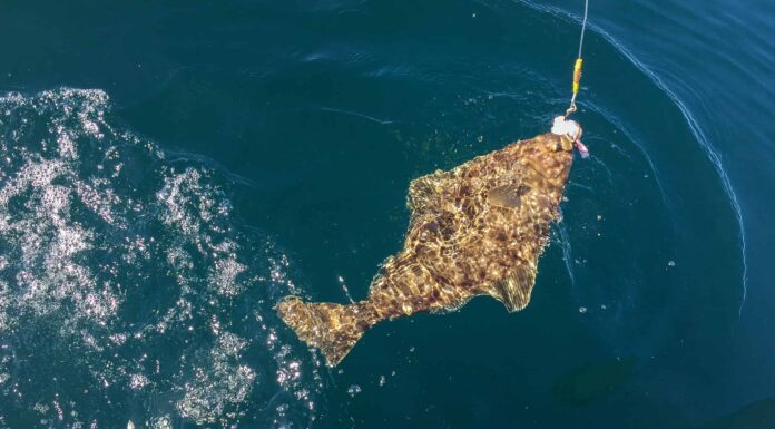 Halibut catturato da una lenza