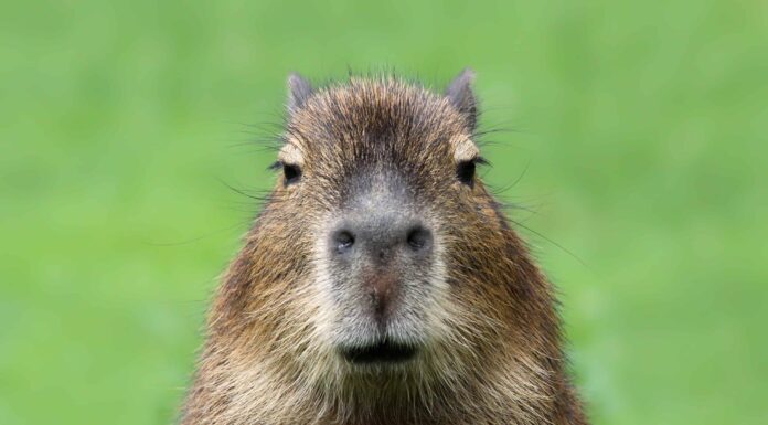 Vista ravvicinata di un giovane capibara (Hydrochoerus hydrochaeris)