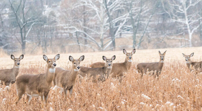 Branco di cervi dalla coda bianca nel campo la mattina d'inverno.