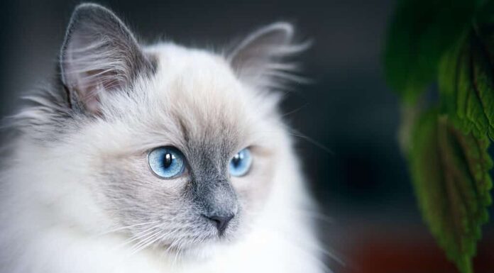 Simpatico gatto ragdoll blu con pelo lungo e occhi blu dominanti.