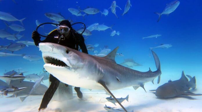 donna che ha rimosso 300 ami da pesca dalle bocche degli squali