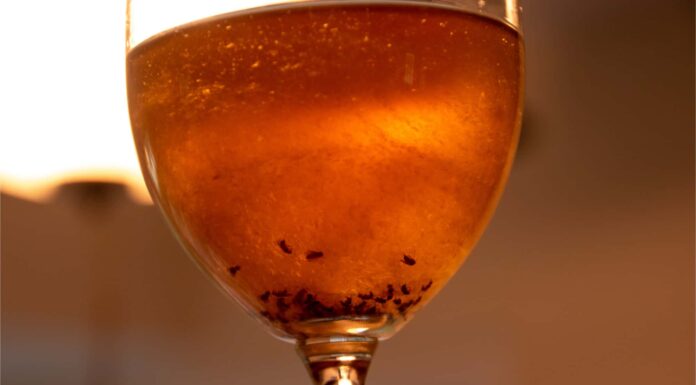 Una trappola per aceto di mele piena di moscerini della frutta morti