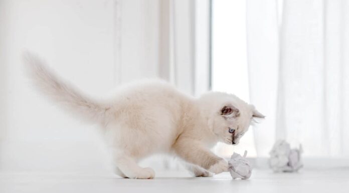 Adorabile gatto ragdoll bianco e soffice che gioca con palline di carta sul pavimento in una stanza luminosa e guarda la telecamera con gli occhi azzurri.  Adorabile animale domestico felino di razza pura all'aperto con giocattoli
