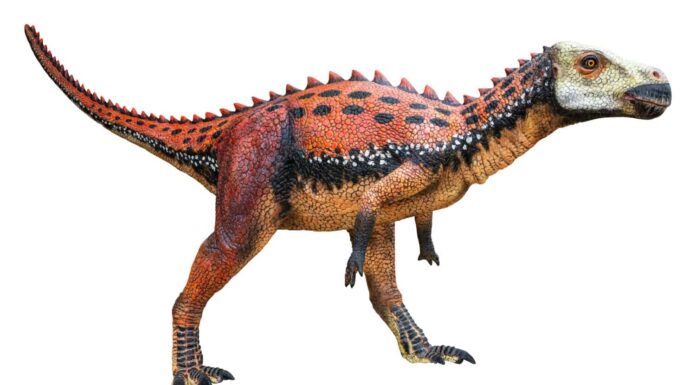 Zalmoxes è un genere erbivoro estinto di dinosauro Rhabdodontid Ornithopod del tardo Cretaceo, Zalmoxes isolato su sfondo bianco con un tracciato di ritaglio