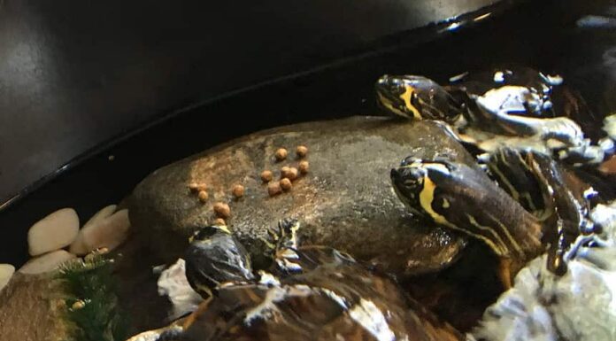 Due tartarughe in una vasca con grandi rocce e piante acquatiche