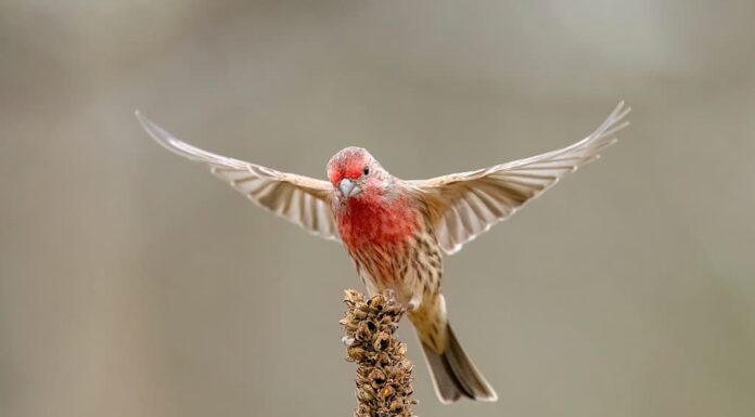 Il fringuello domestico si solleva dal verbasco con le ali spiegate.