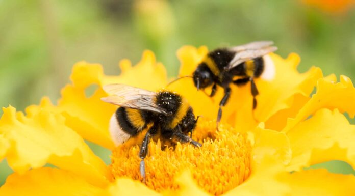 il calabrone su un fiore giallo raccoglie il polline, il fuoco selettivo