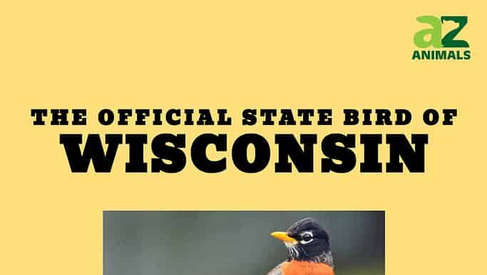 46 fatti divertenti che tutti dovrebbero sapere sul Wisconsin
