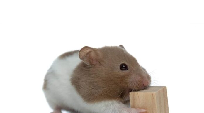 dolce criceto siriano che mastica un cubo di legno e si sente affamato su sfondo bianco studio