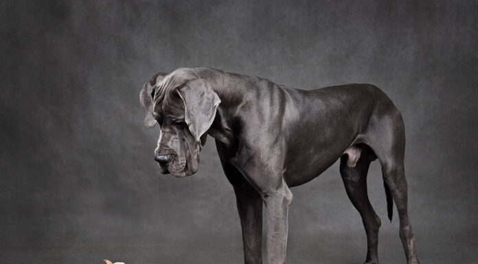 Cani piccoli e grandi in piedi uno di fronte all'altro