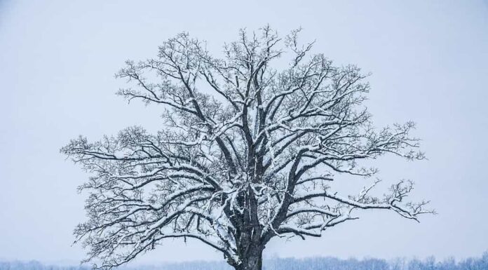 Un enorme albero innevato in un campo rurale in inverno