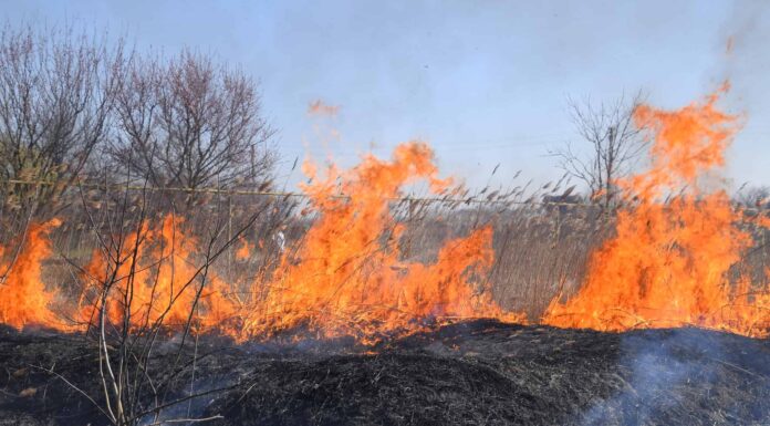Incendio su un appezzamento di erba secca, incendio di erba secca e canne