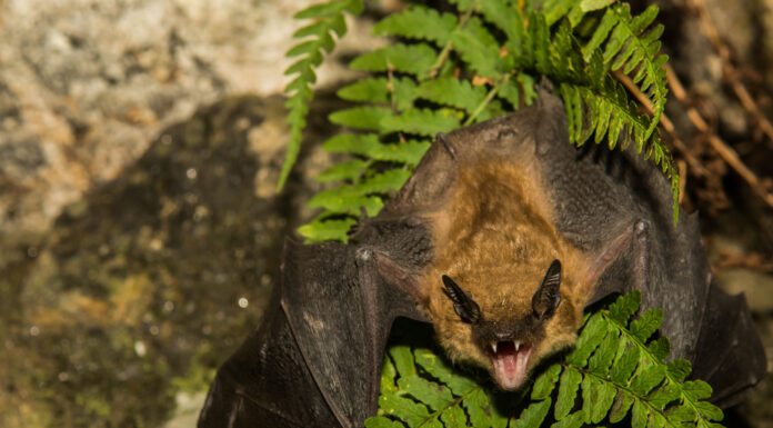 Grande pipistrello marrone