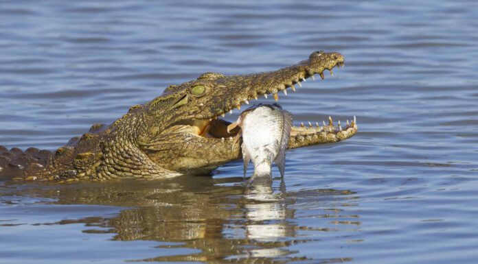 8 animali con denti rigeneranti
