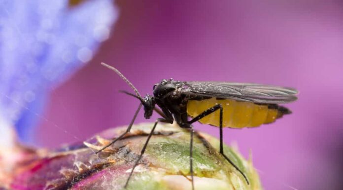 Moscerino del fungo dalle ali scure, Sciaridae sul germoglio