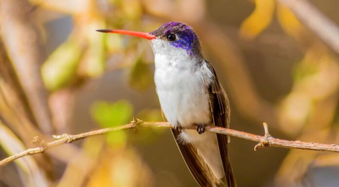 Colibrì dalla corona viola