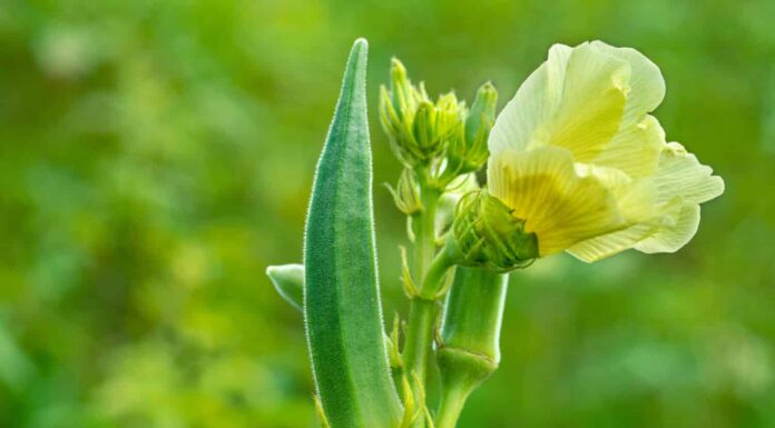 Primo piano di Bhindi fresco, Lady Fingers, verdura verde Gombo Abelmoschus Esculentus con fiori che crescono nella fattoria su sfondo verde nel fuoco selettivo da Kutch, Gujarat, India, Asia