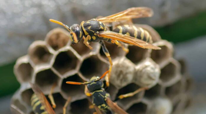 Vespa europea (Vespula germanica) che costruisce un nido per avviare una nuova colonia.