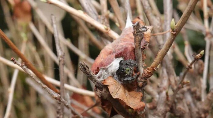 Una femmina di ragno saltatore del frutteto custodisce il suo nido