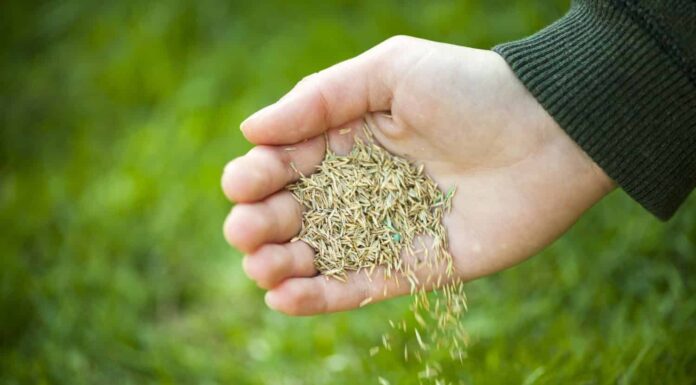 Piantare a mano semi di erba per la semina della cura del prato verde