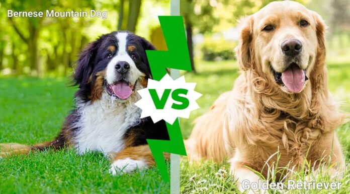 Bovaro del Bernese vs Golden Retriever: 9 differenze chiave spiegate
