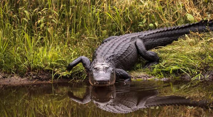 Grande e minaccioso alligatore americano Alligator mississippiensis nella zona umida e palude del Myakka River State Park a Sarasota, Florida, Stati Uniti