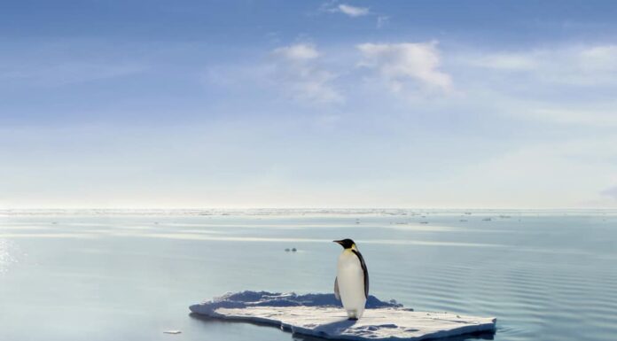 Un pinguino è riuscito a salire su un lastrone di ghiaccio alla deriva attraverso l'Antartide.