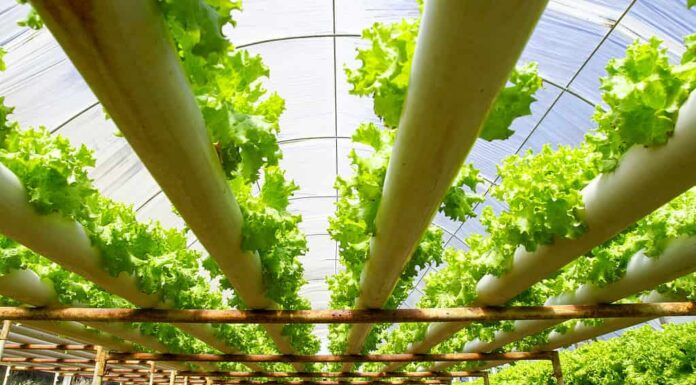Azienda agricola con piantagioni di coltura idroponica