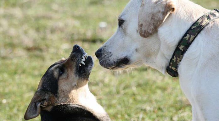 Piccolo cane di razza mista ringhia al tranquillo labrador all'aperto - Concetto di comportamento aggressivo dei cani e delle relazioni con animali domestici sociali - concetto adattabile anche alle relazioni umane e ai proprietari di cani