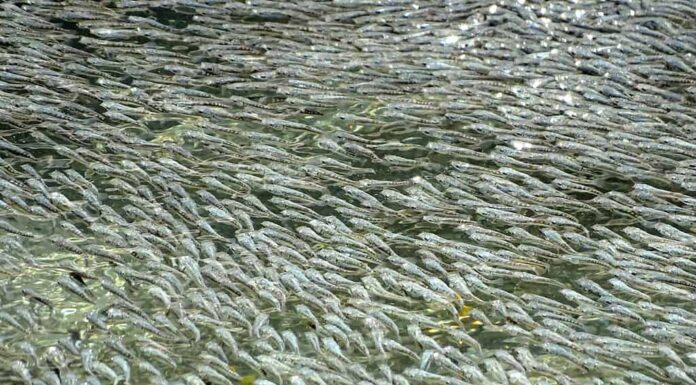 Questa foto mostra un banco di molly di zolfo.  I molly di zolfo (Poecilia sulphuraria) sono una specie endemica del Messico meridionale che abita un sistema di sorgenti solforiche e riscaldate.  Chiamano casa la Cueva del Azufre e sopravvivono in acque con livelli tossici di solfuri e quasi senza luce.  Durante la stagione secca, quando le acque sono particolarmente povere di ossigeno, questi pesci sopravvivono a temperature dell'acqua fino a 109 gradi Fahrenheit.