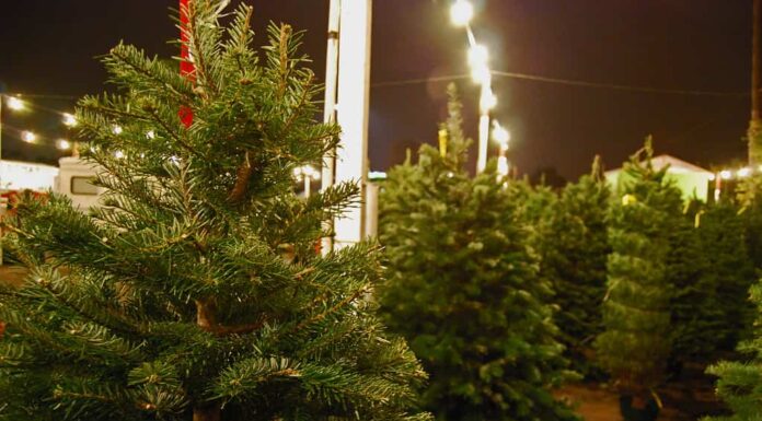 Come mantenere vivo e fiorente il tuo albero di Natale di abete di Fraser per tutta la stagione
