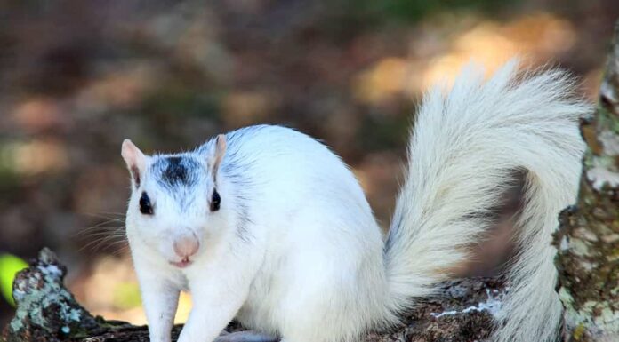 Scoiattolo bianco
