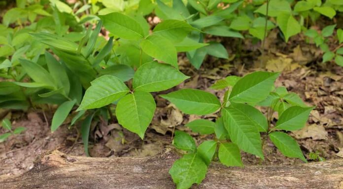 Angolo alto Primo piano di una macchia di piante di edera velenosa in una giornata di sole