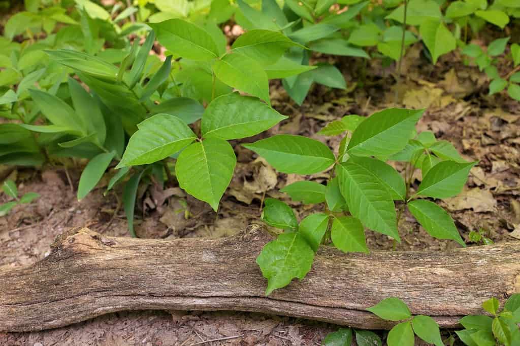 Angolo alto Primo piano di una macchia di piante di edera velenosa in una giornata di sole