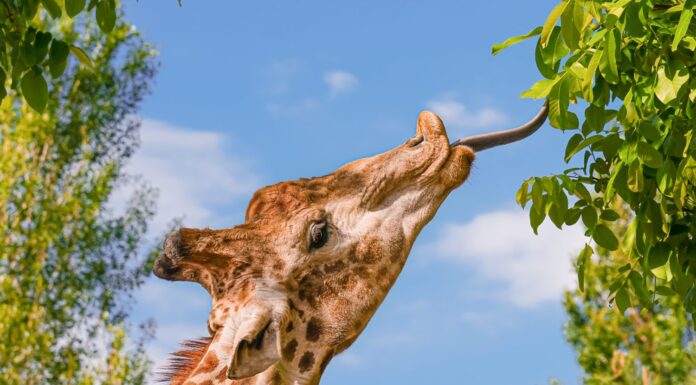 Primo piano della testa di una giraffa che cerca di raggiungere una foglia con la lingua                          